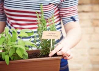 Creare un piccolo giardino di erbe aromatiche sul balcone 705 0 031 Creare un piccolo giardino di erbe aromatiche sul balcone_ok